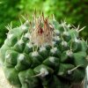Strombocactus_ disciformis _ssp.esperanzae _03